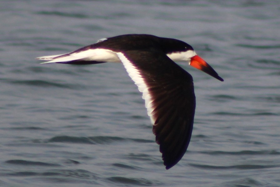 Black Skimmer - ML620601266