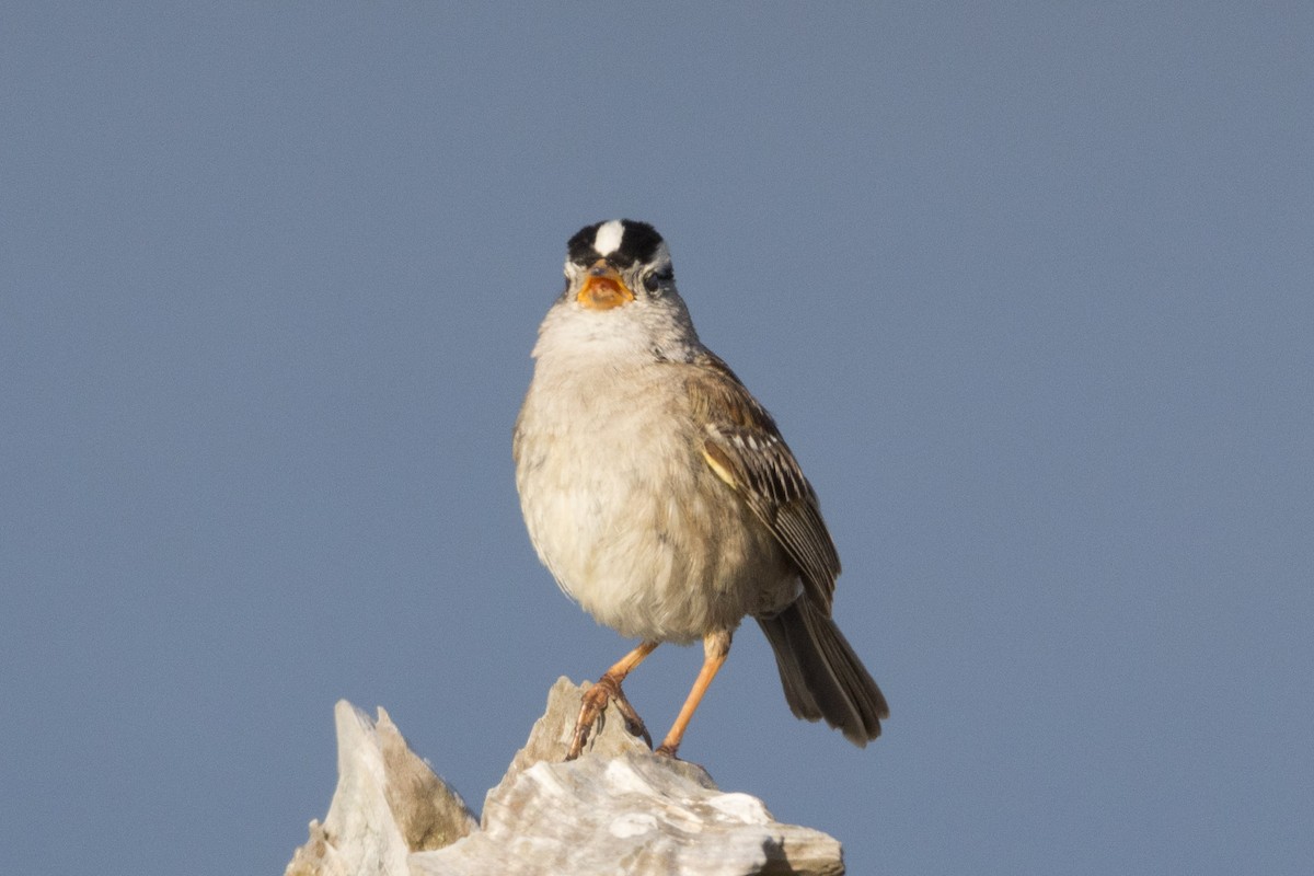 White-crowned Sparrow - Alex Tey