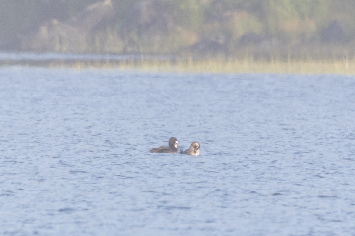 Surf Scoter - ML620601268