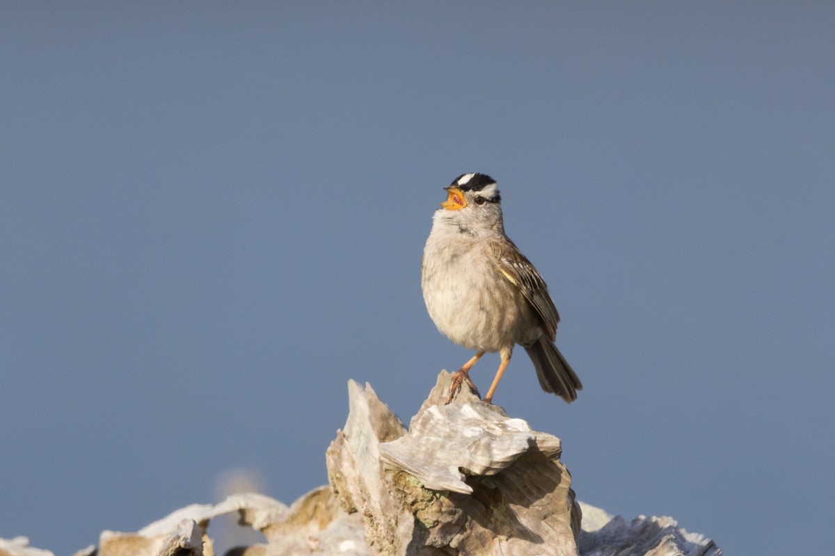 White-crowned Sparrow - ML620601269