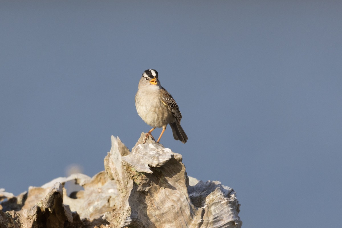 White-crowned Sparrow - ML620601270