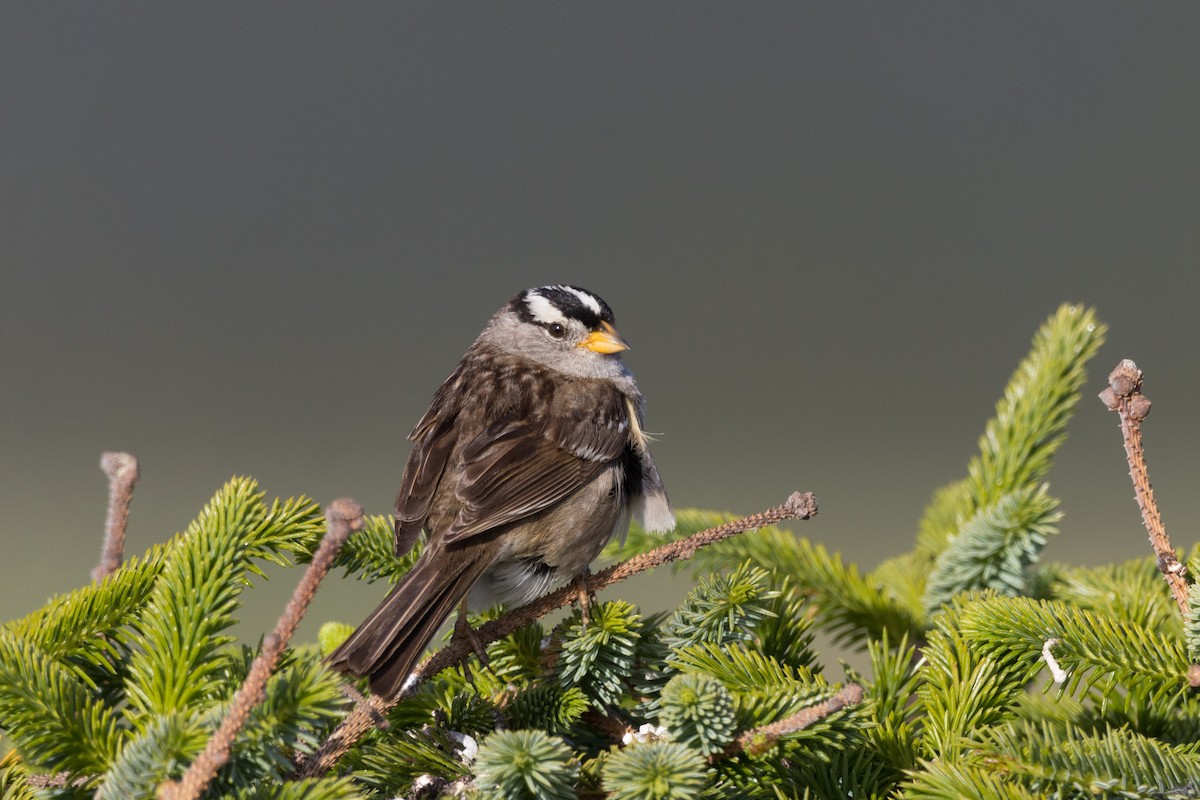 White-crowned Sparrow - ML620601274