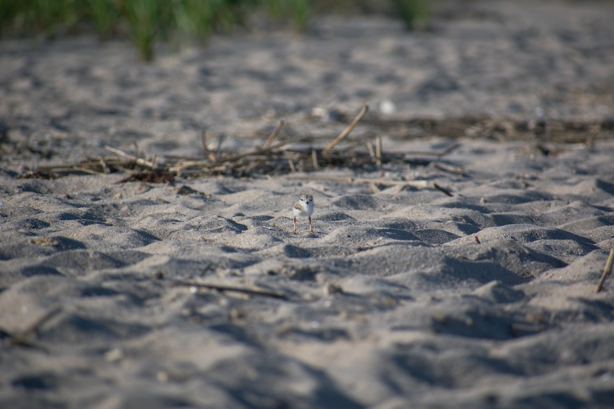 Piping Plover - ML620601278