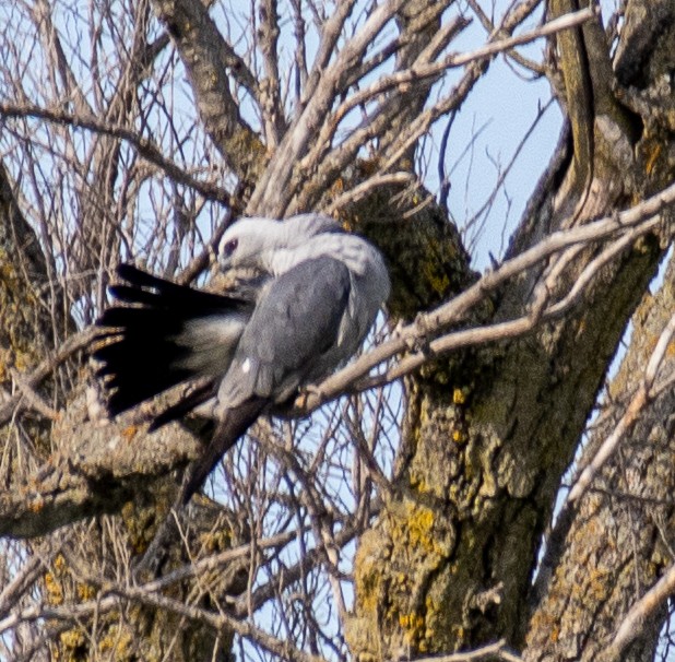 Mississippi Kite - ML620601280