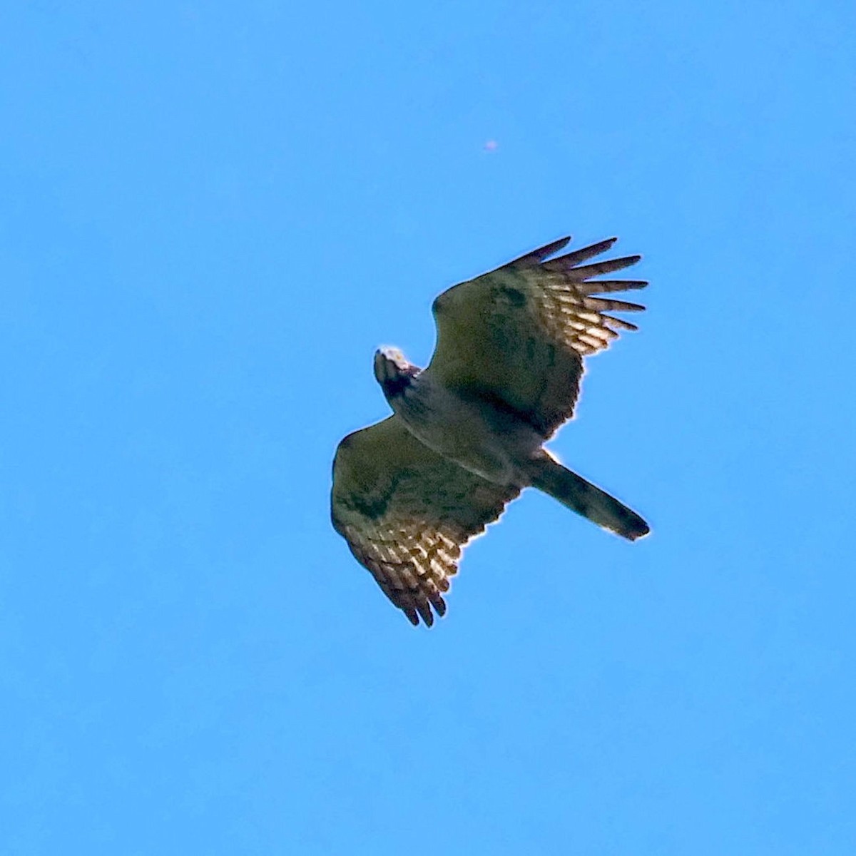 Oriental Honey-buzzard - ML620601281