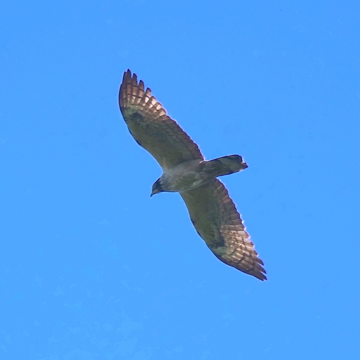 Oriental Honey-buzzard - Jim Mori