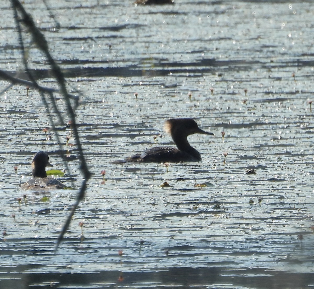 Hooded Merganser - ML620601283