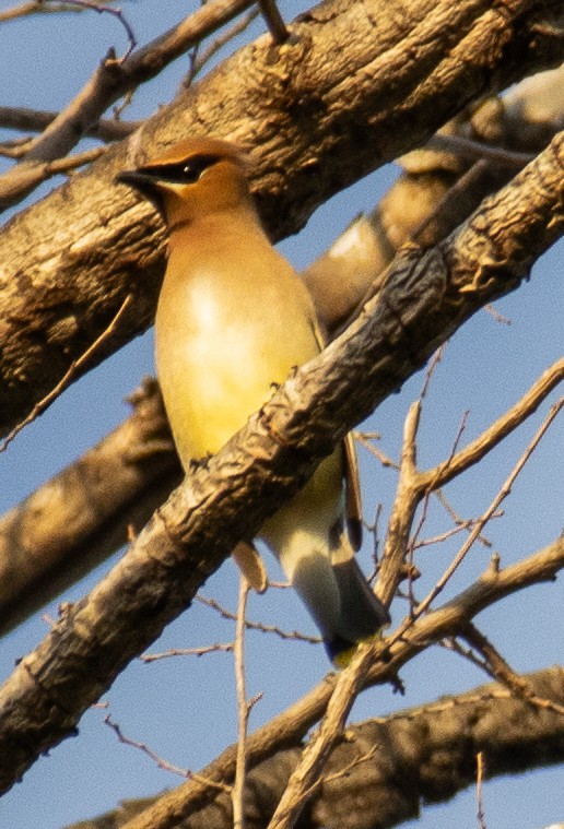 Cedar Waxwing - ML620601284