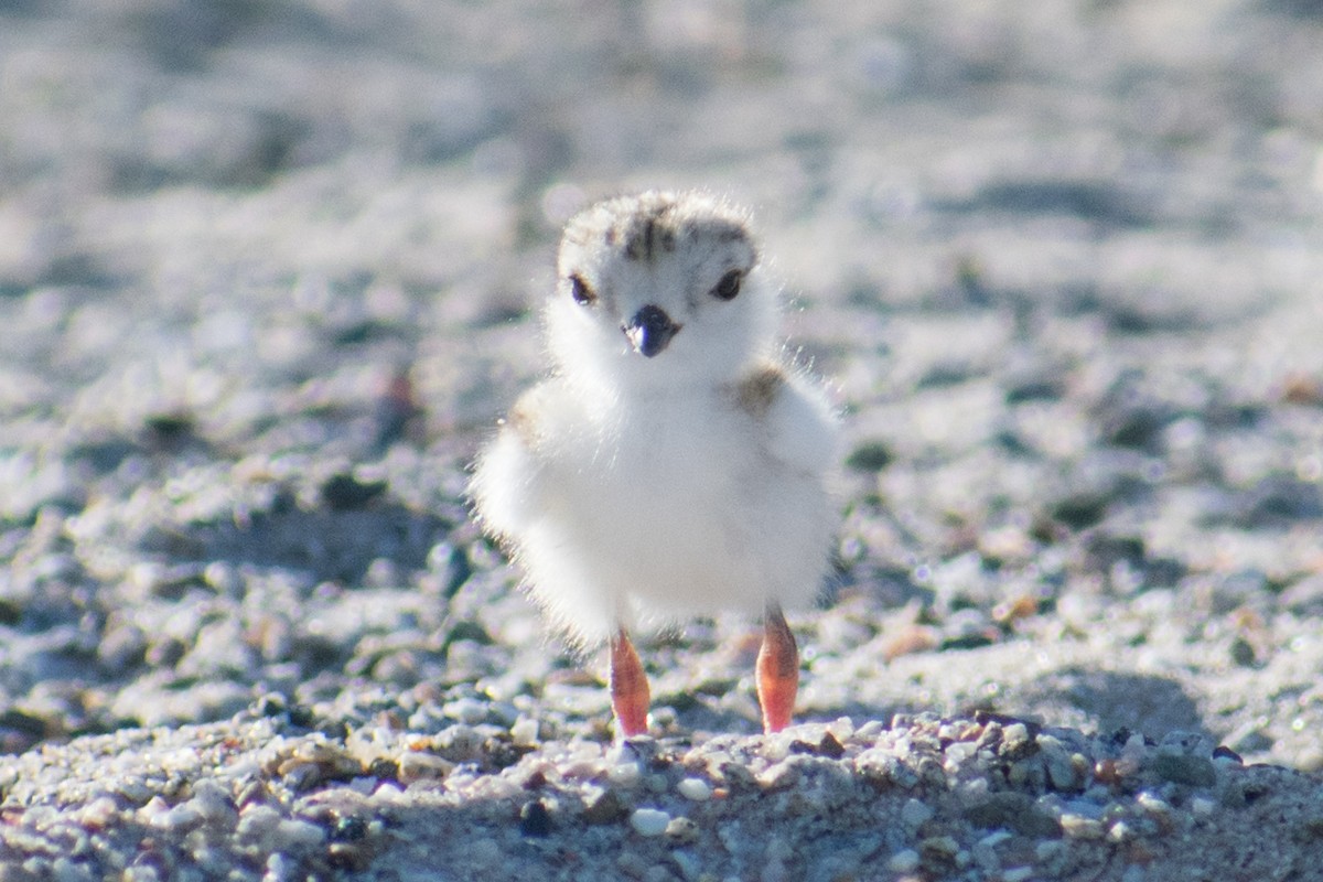 Piping Plover - ML620601287