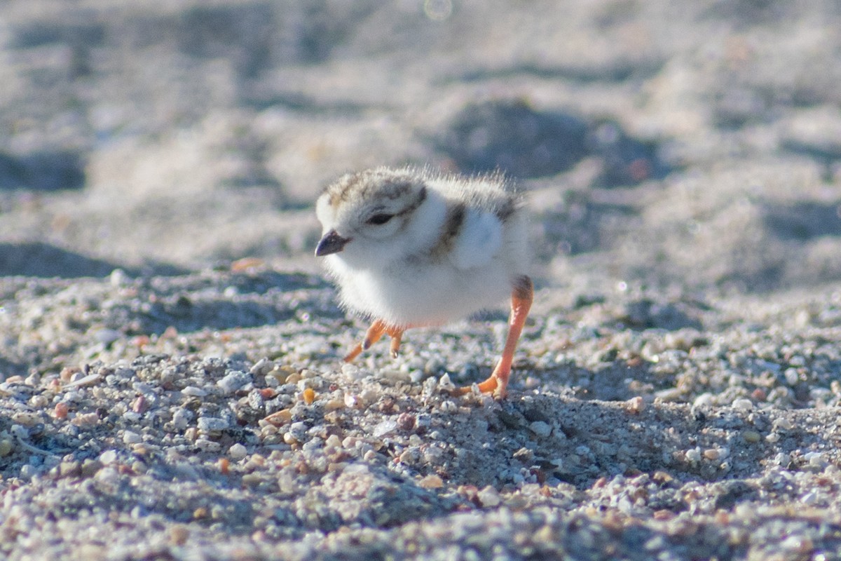 Piping Plover - ML620601290