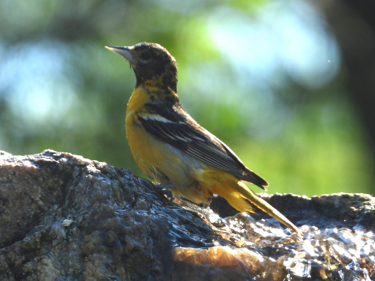 Baltimore Oriole - ML620601292