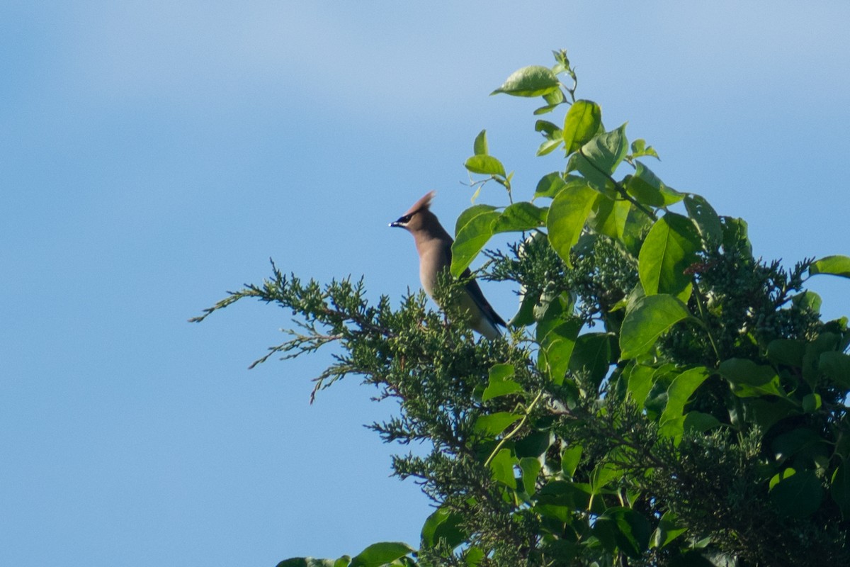 Cedar Waxwing - ML620601294