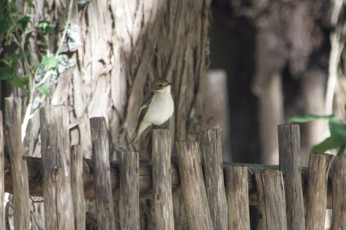 European Pied Flycatcher - ML620601298