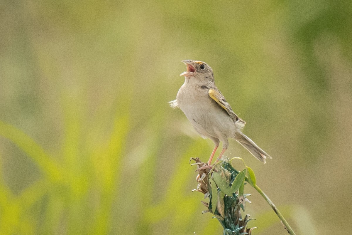 Grasshopper Sparrow - ML620601304