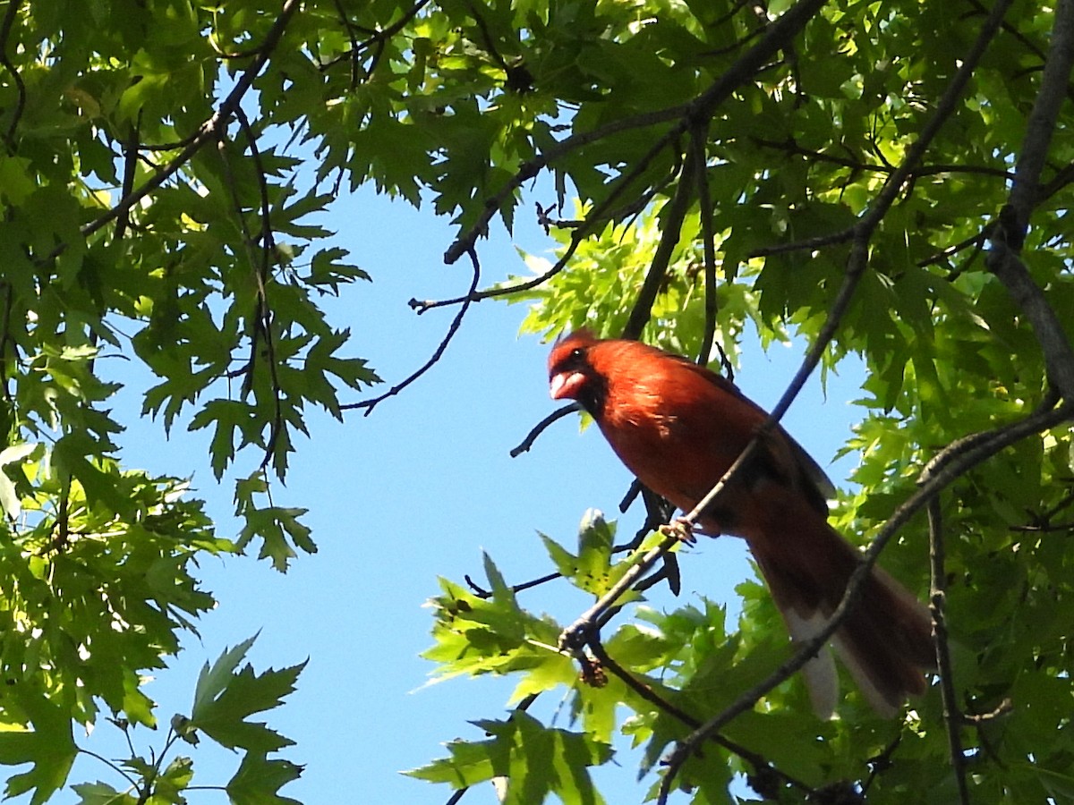 Northern Cardinal - ML620601306