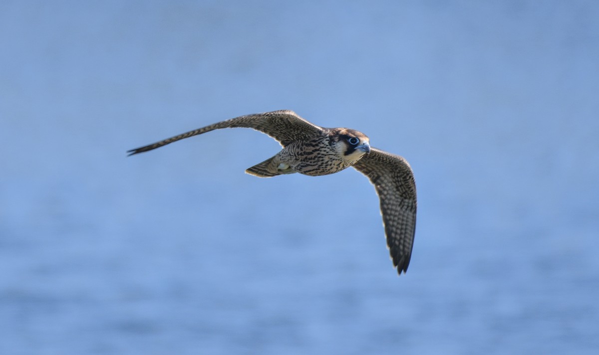 Peregrine Falcon - ML620601311