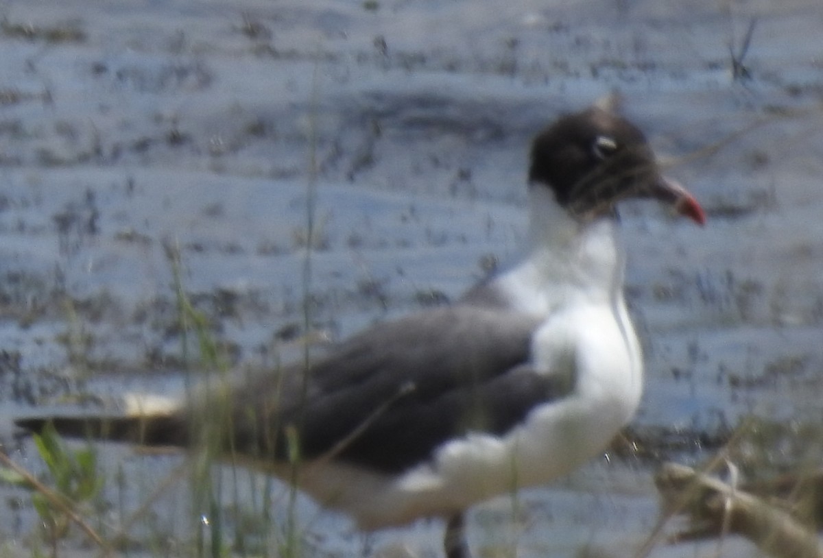 Laughing Gull - ML620601316