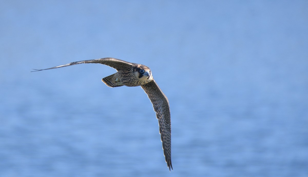 Peregrine Falcon - ML620601318