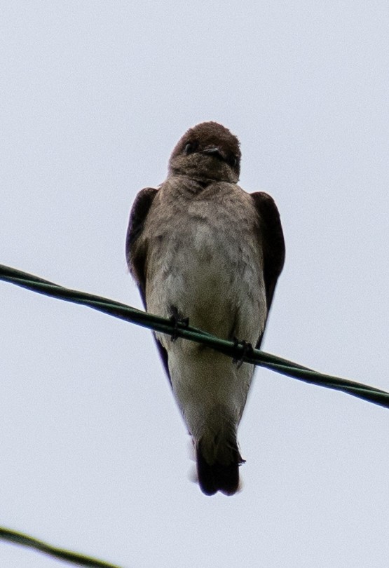Northern Rough-winged Swallow - ML620601319