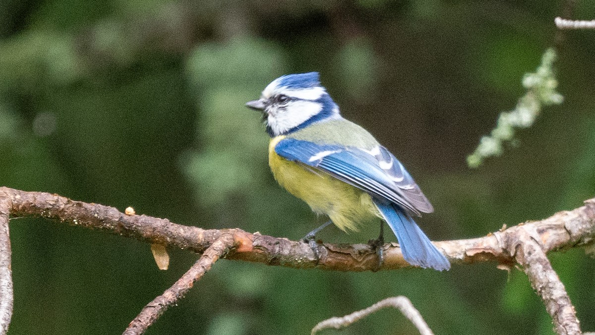 Eurasian Blue Tit - ML620601321