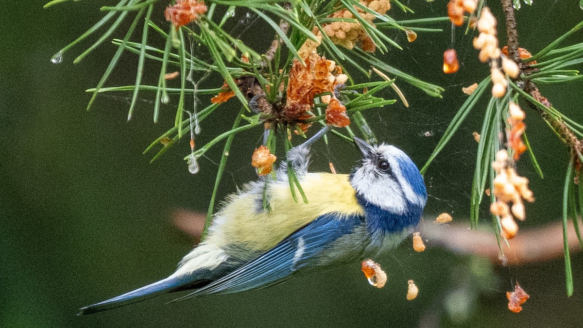 Eurasian Blue Tit - ML620601322