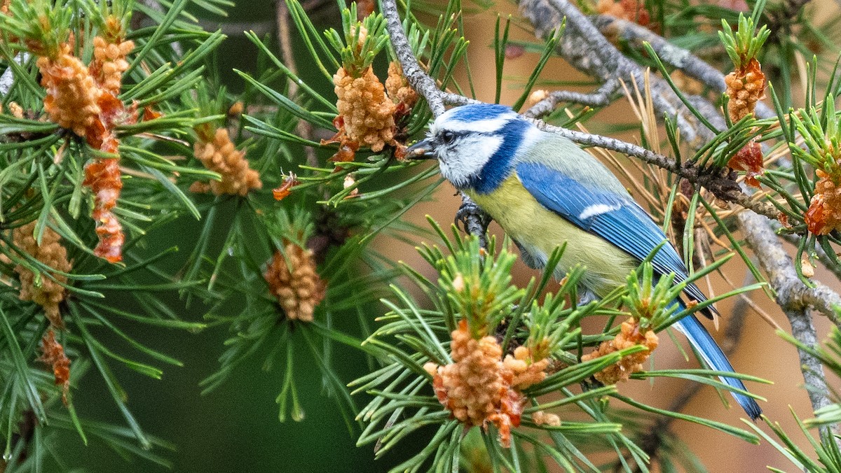 Eurasian Blue Tit - ML620601323