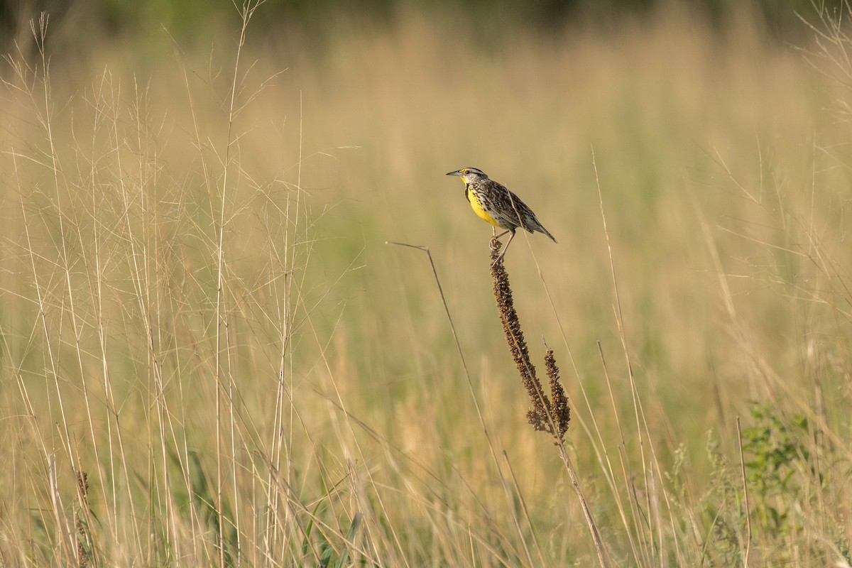 Eastern Meadowlark - ML620601324