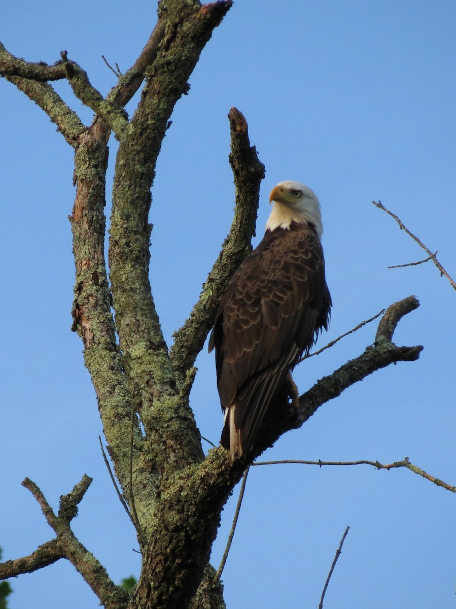 Bald Eagle - T C