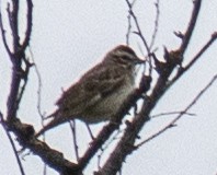 Lark Sparrow - ML620601328