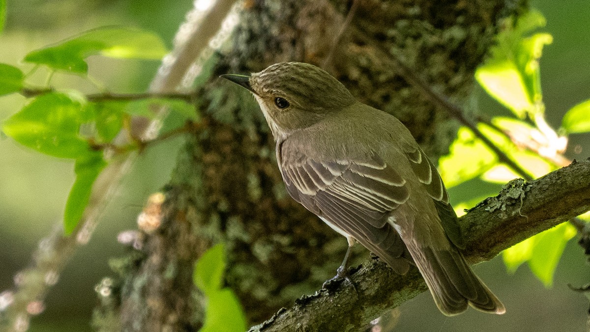 Spotted Flycatcher - ML620601335