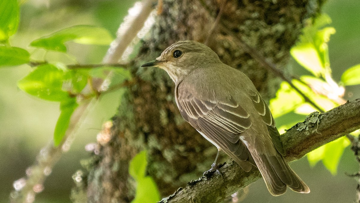 Spotted Flycatcher - ML620601336