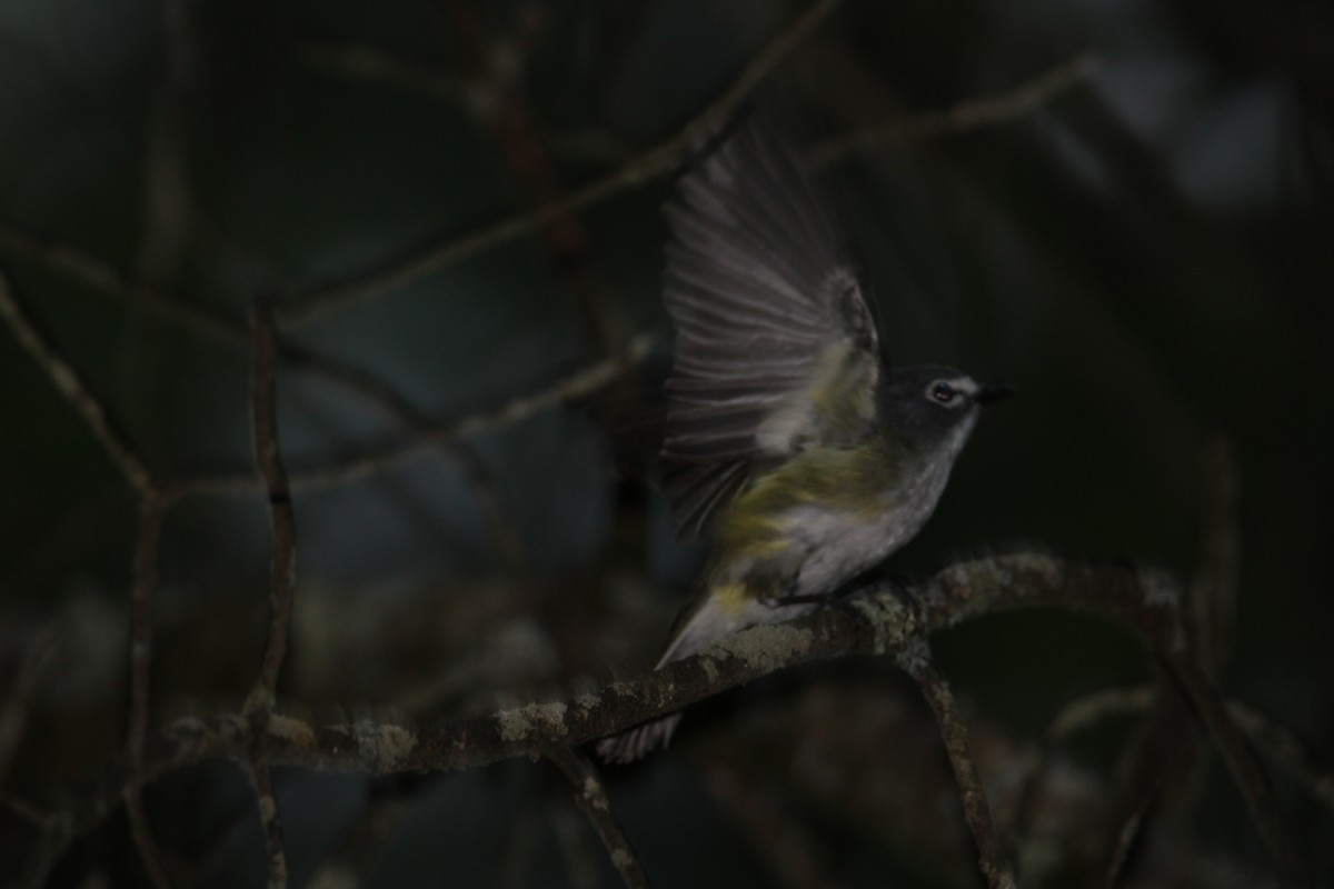 Blue-headed Vireo - ML620601339