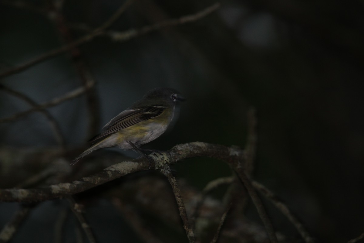 Blue-headed Vireo - ML620601344