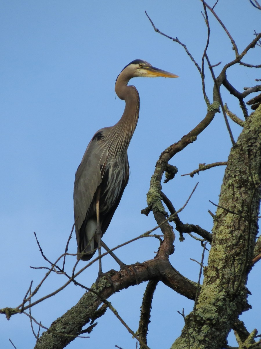 Great Blue Heron - ML620601349