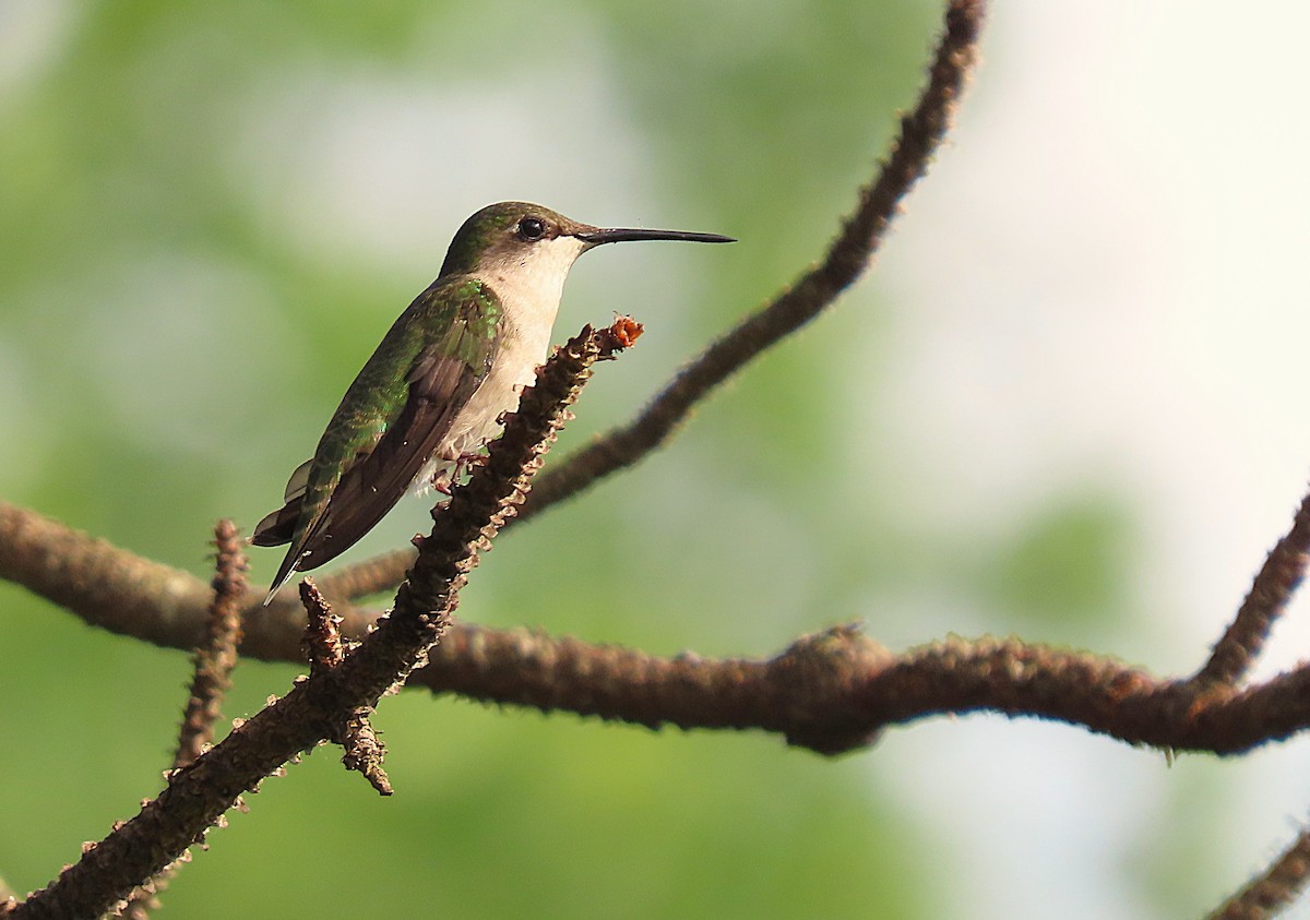 Colibrí Gorjirrubí - ML620601360