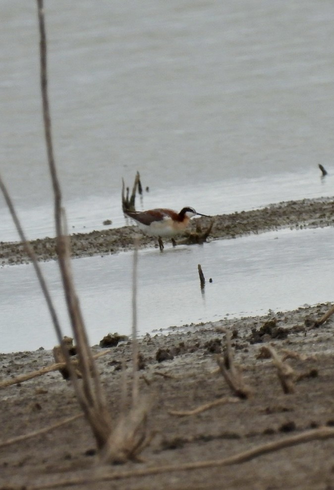 Wilson's Phalarope - ML620601361