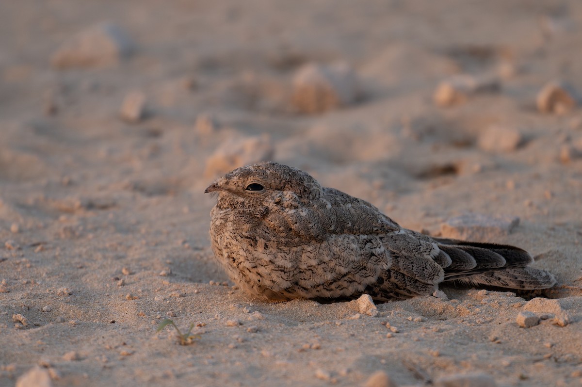 Egyptian Nightjar - ML620601363