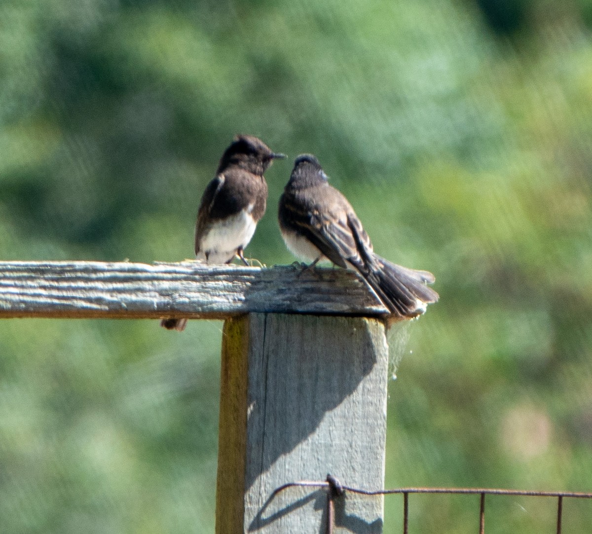 Black Phoebe - ML620601365