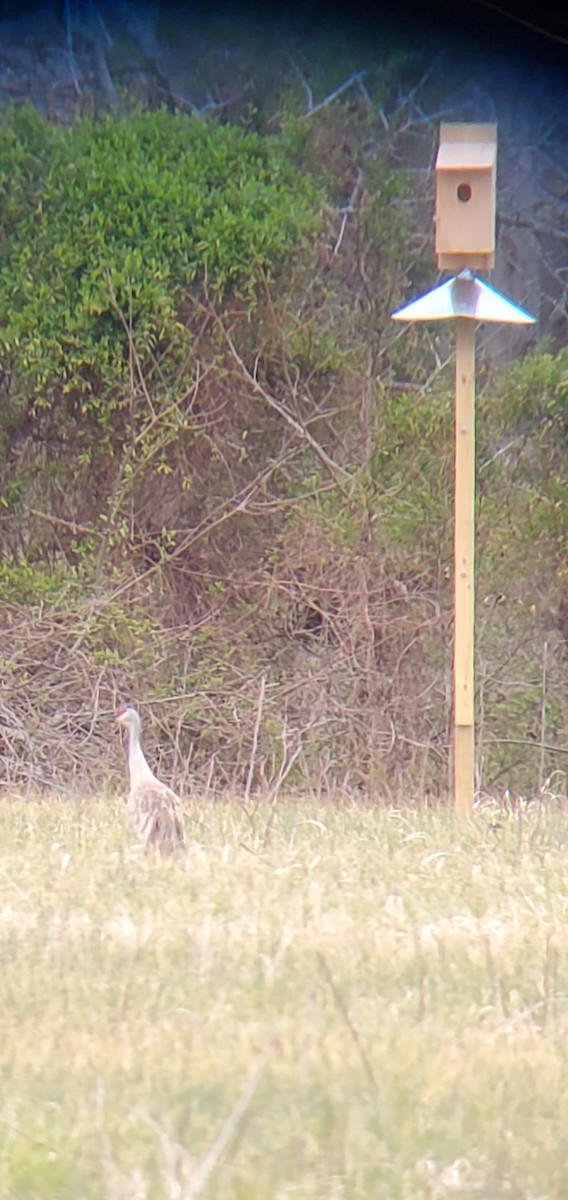 Sandhill Crane - ML620601369