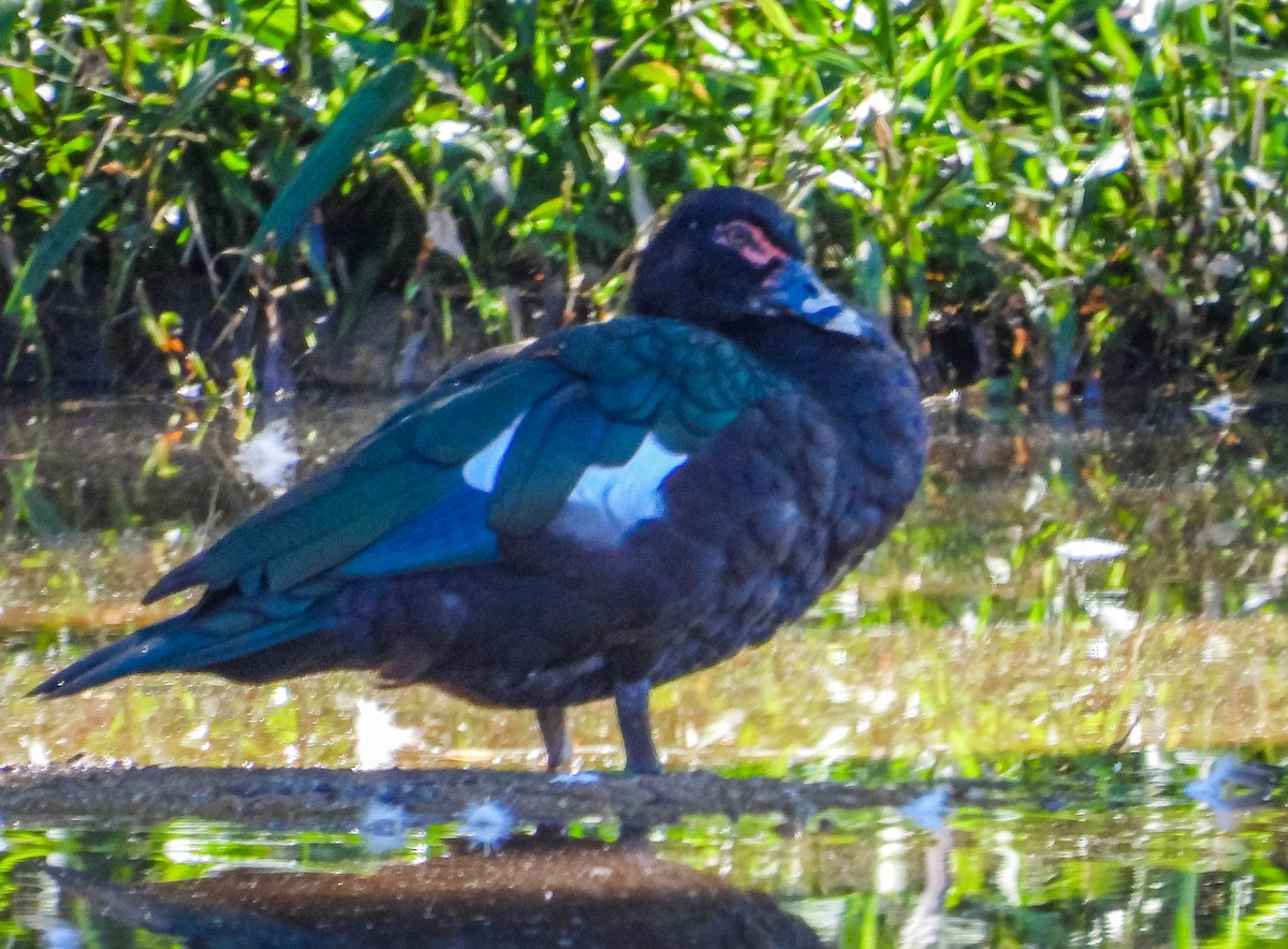 Muscovy Duck - ML620601371