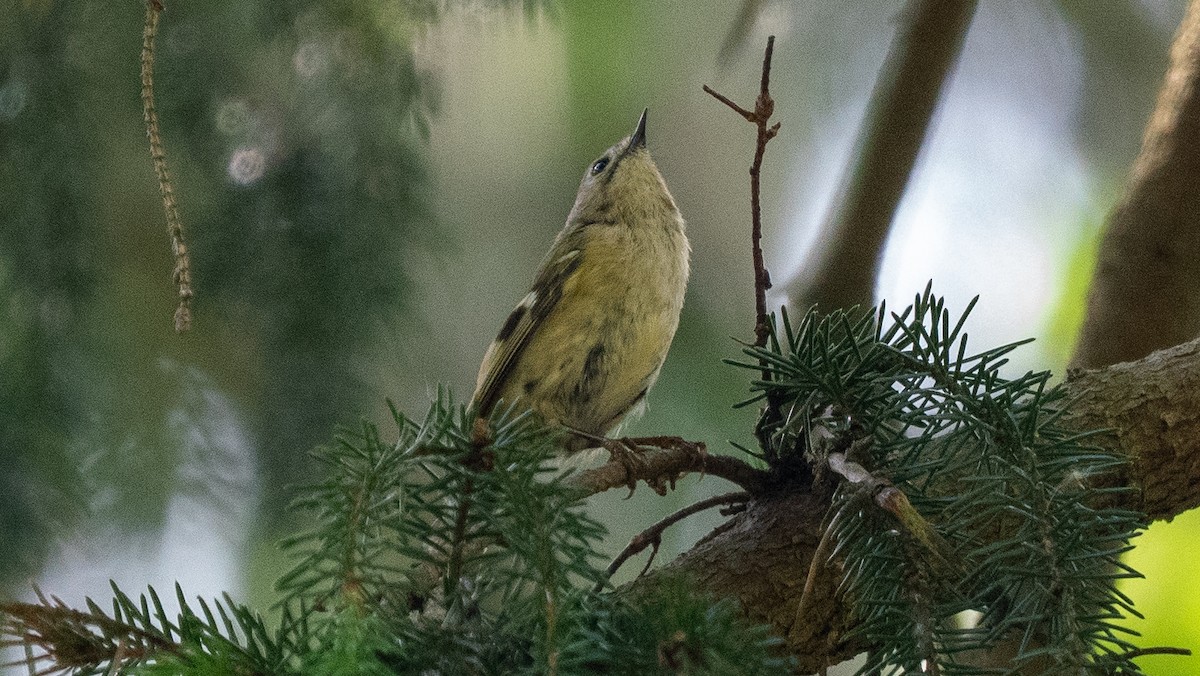 Goldcrest - ML620601373