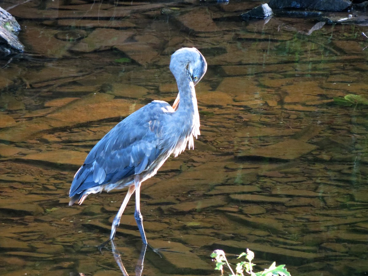 Great Blue Heron - ML620601374