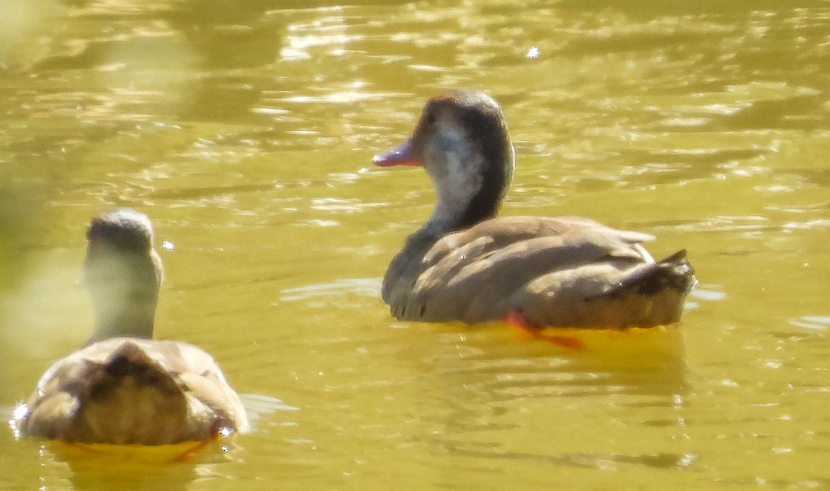 Pato Brasileño - ML620601375