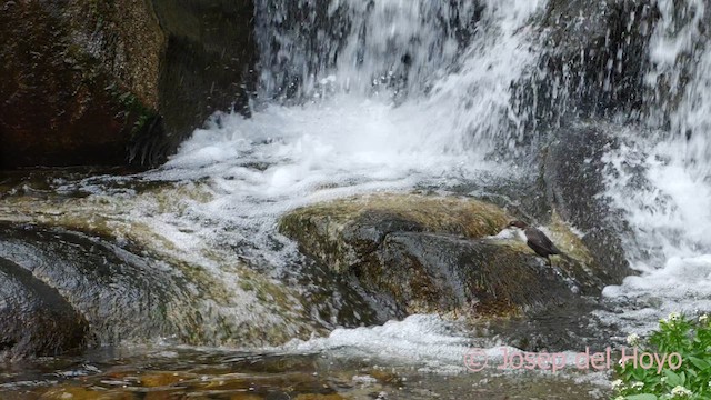 White-throated Dipper - ML620601381