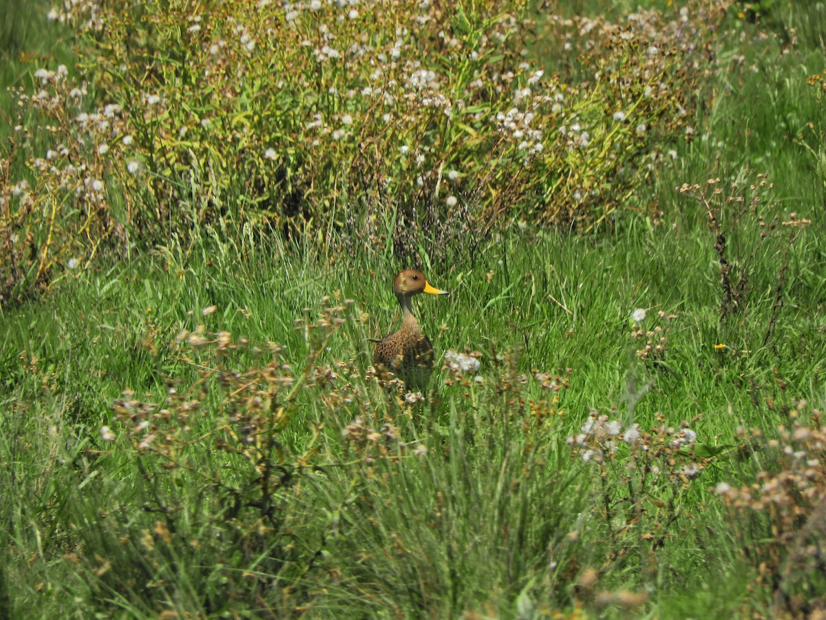 Yellow-billed Pintail - ML620601383