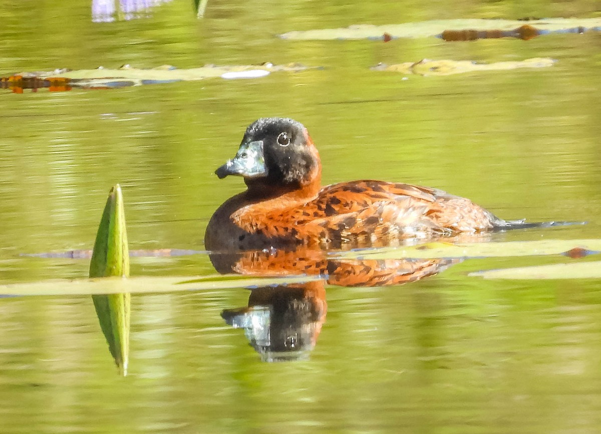 Masked Duck - ML620601384