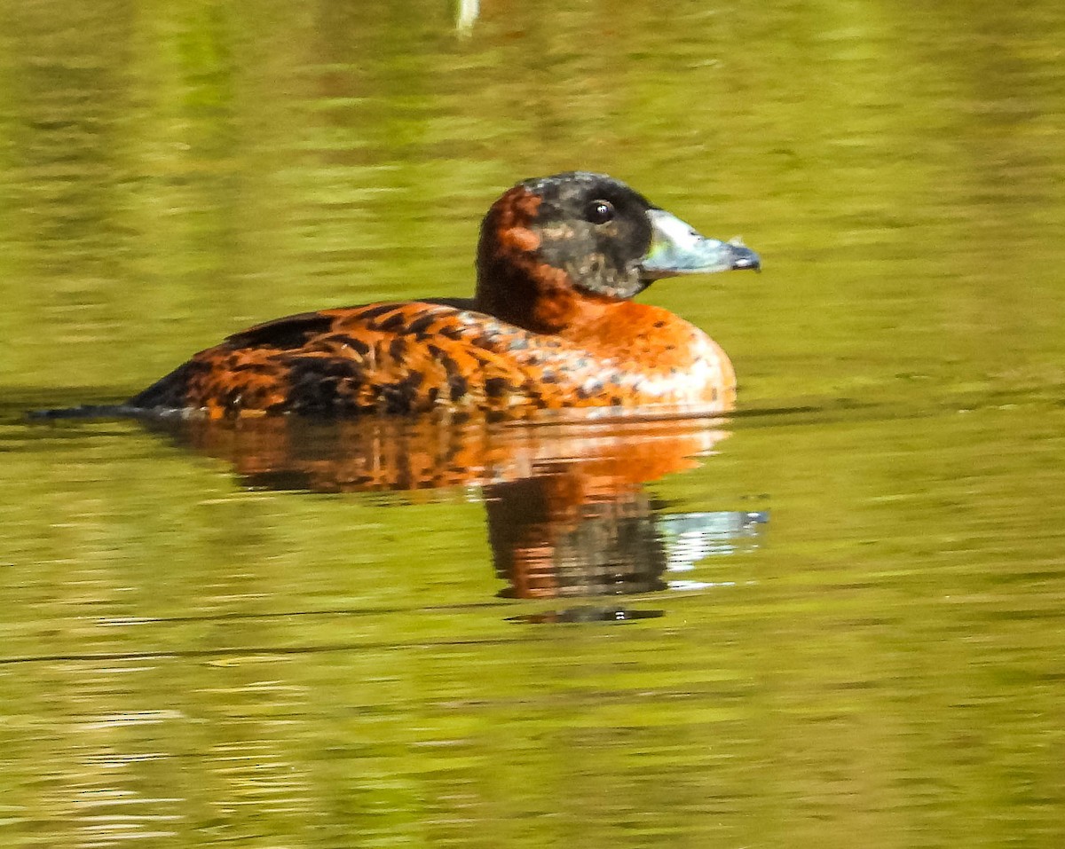 Masked Duck - José Silvestre Vieira