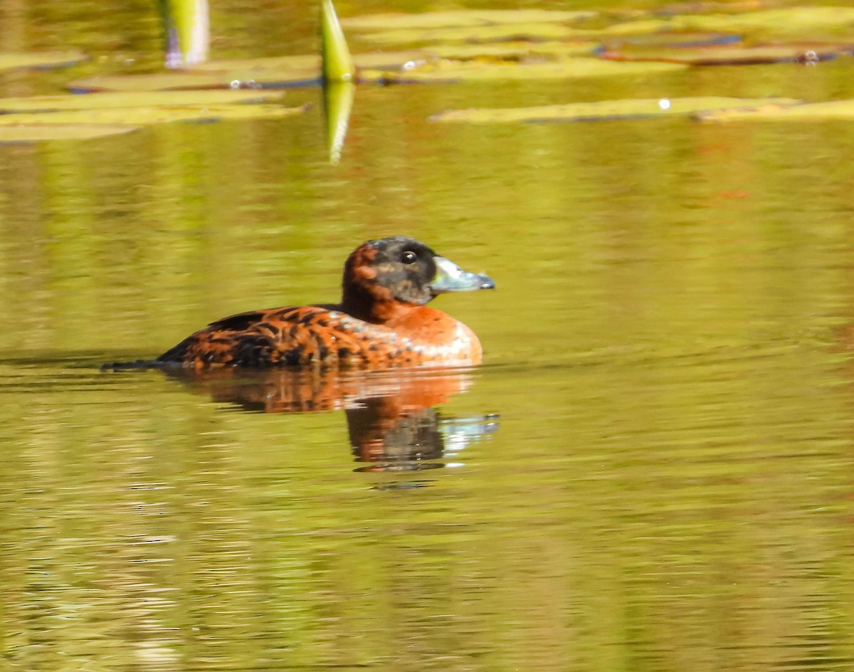 Masked Duck - ML620601386