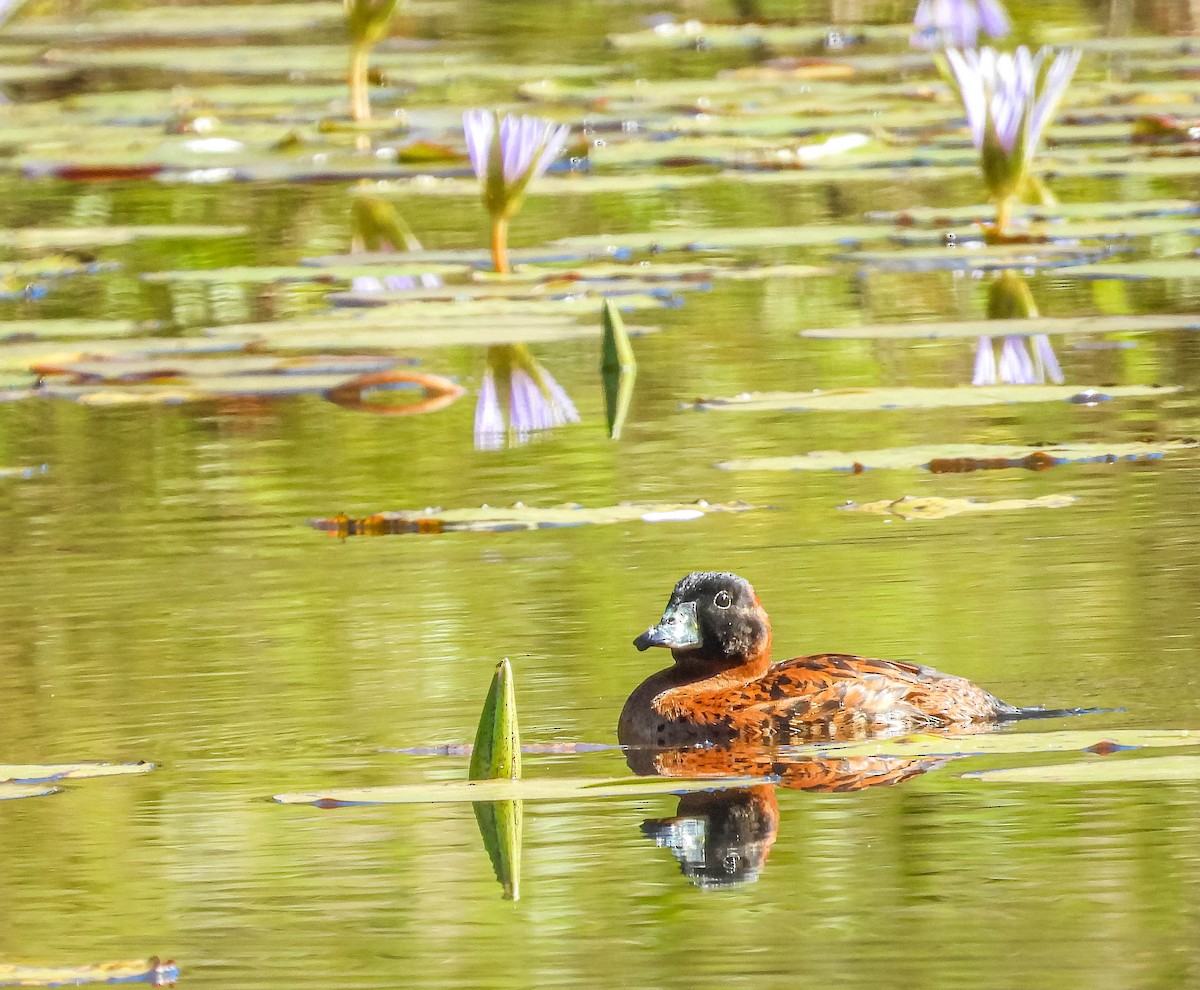 Masked Duck - ML620601387