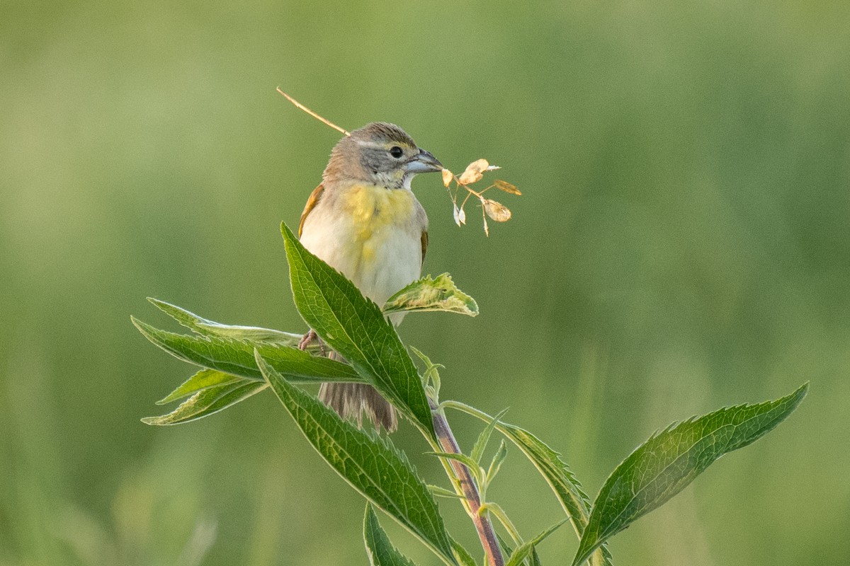 Dickcissel d'Amérique - ML620601389